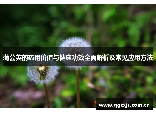 蒲公英的药用价值与健康功效全面解析及常见应用方法